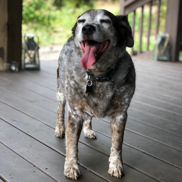 Meet Emilee: Eclectic Posher & Puppy Mom - Picture 7 of 8